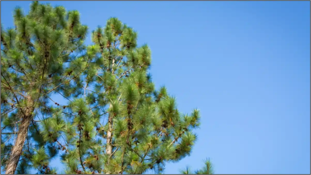 Cara Hutan Pinus Untuk Trip Yang Rapi Dan Santai